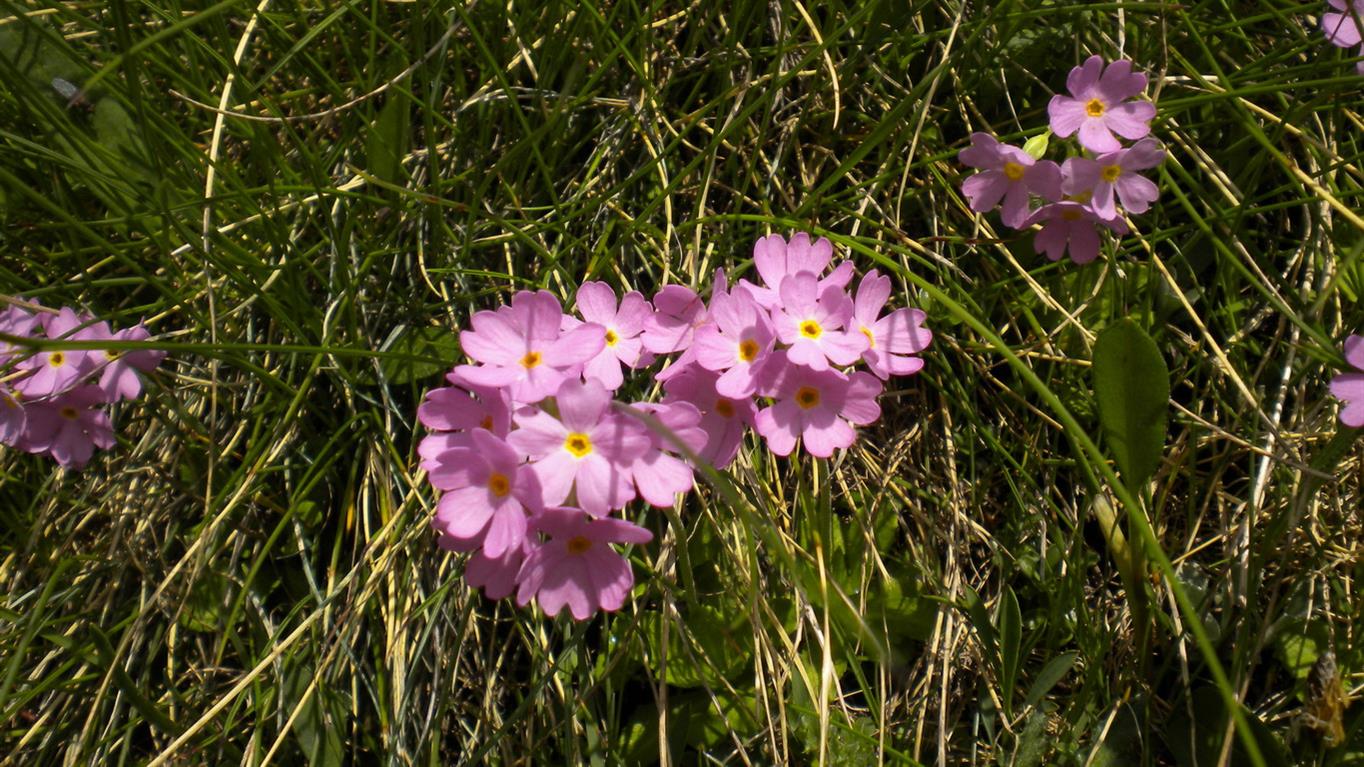 Val d''Aosta 01 - Primula cfr.farinosa